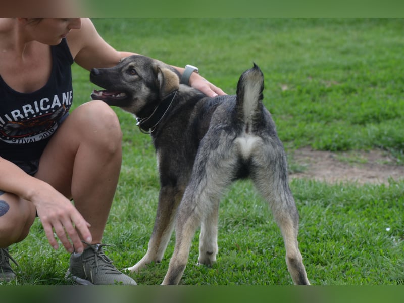 Aufgeschlossener Max sucht seine Familie
