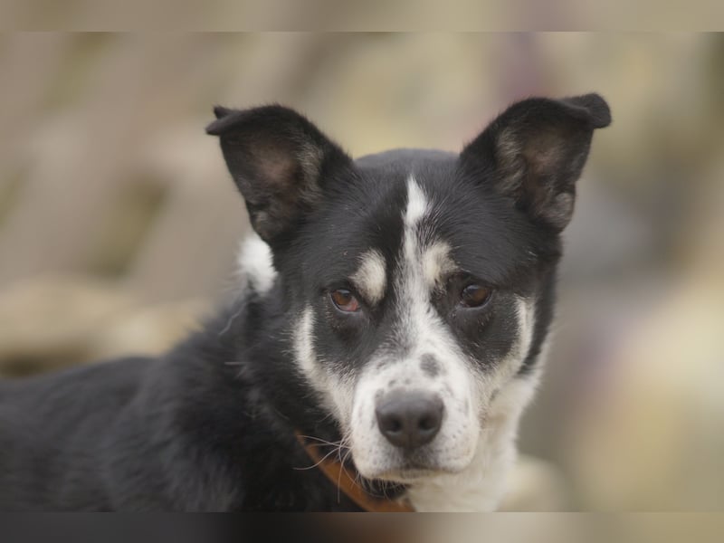 Souveräner Dayo sucht sein Zuhause