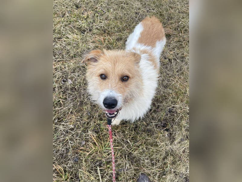 Freundlicher Bruno sucht sein Zuhause