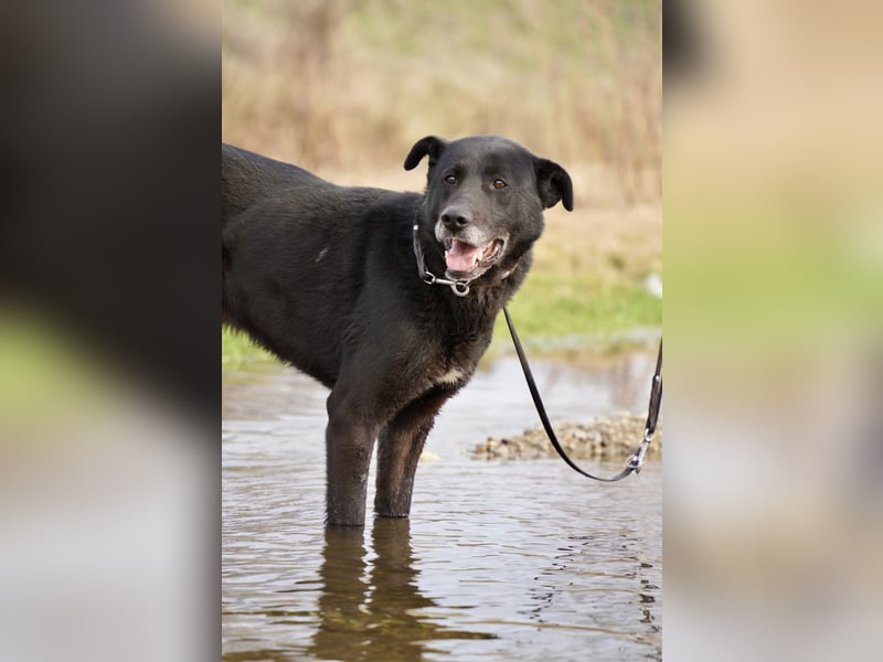 Liebenswerter Opi Charlie sucht sein Körbchen