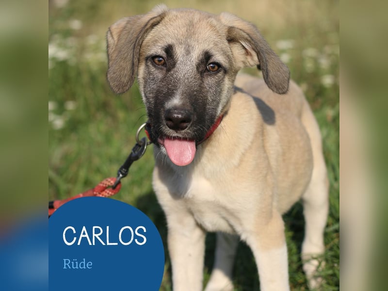 Menschenbezogener Carlos sucht seine Familie