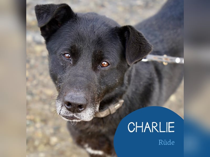 Liebenswerter Opi Charlie sucht sein Körbchen
