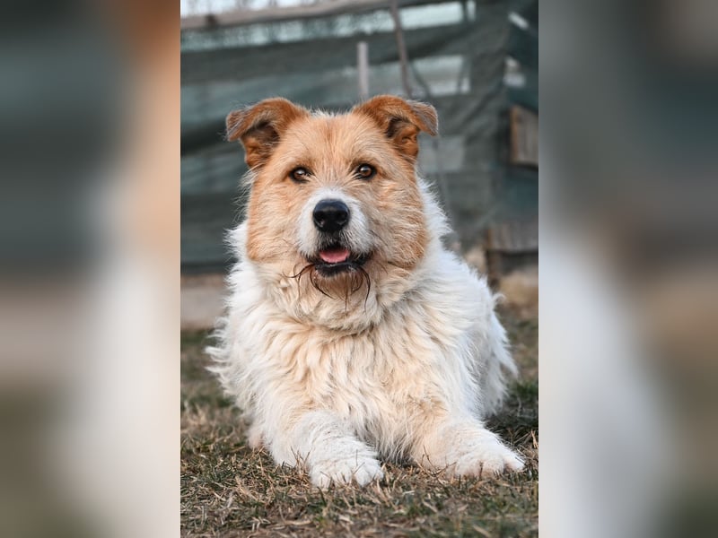 Freundlicher Bruno sucht sein Zuhause