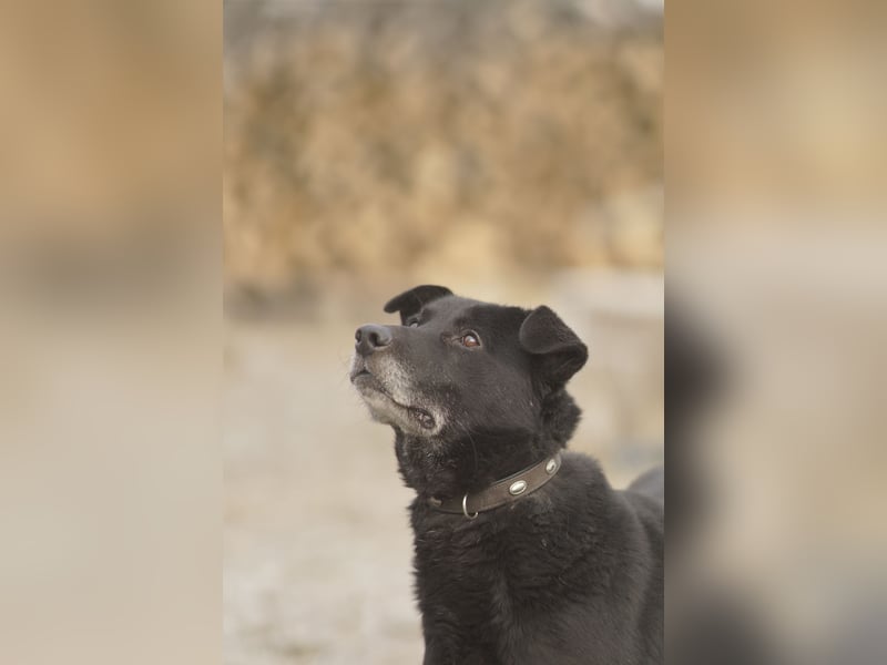 Liebenswerter Opi Charlie sucht sein Körbchen
