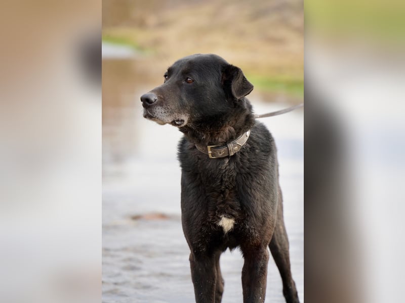 Liebenswerter Opi Charlie sucht sein Körbchen