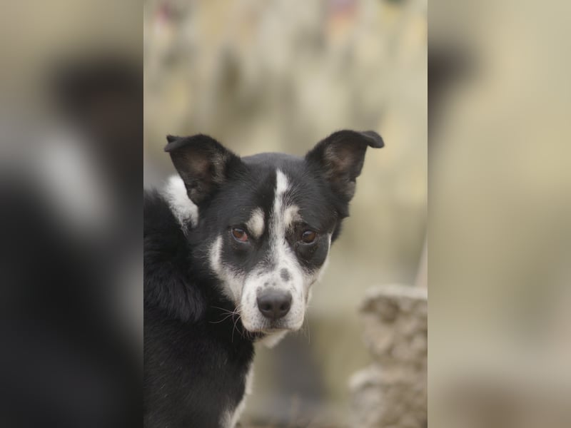 Souveräner Dayo sucht sein Zuhause