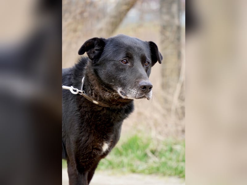 Liebenswerter Opi Charlie sucht sein Körbchen