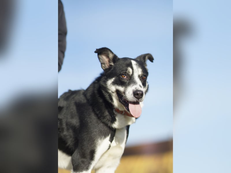 Souveräner Dayo sucht sein Zuhause