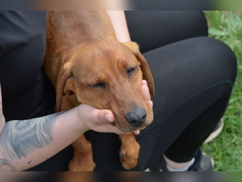 Fröhlicher Tweeny sucht sein Zuhause