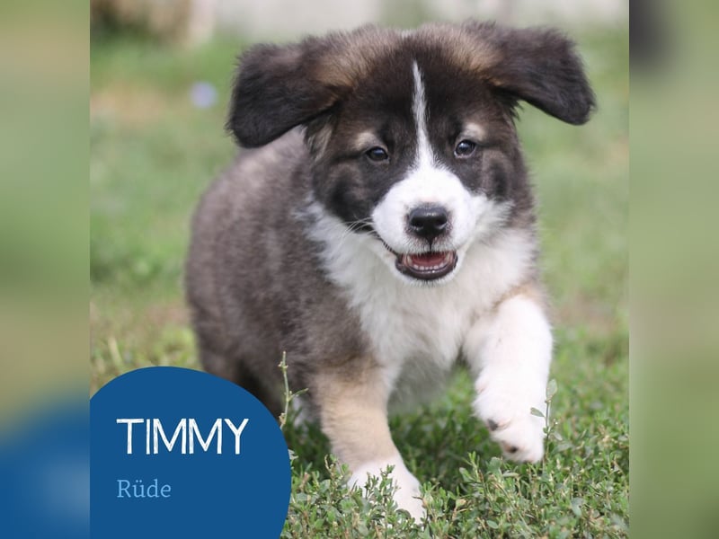 Ruhiger Timmy sucht seine Familie