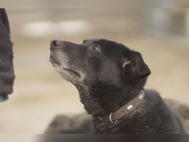Liebenswerter Opi Charlie sucht sein Körbchen