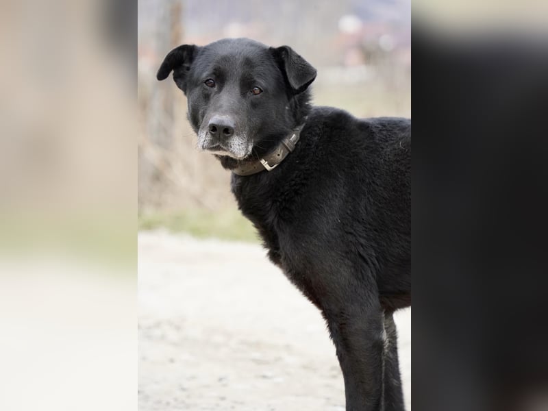 Liebenswerter Opi Charlie sucht sein Körbchen