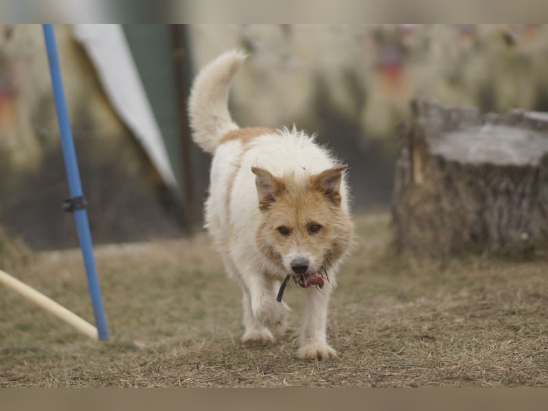 Freundlicher Bruno sucht sein Zuhause