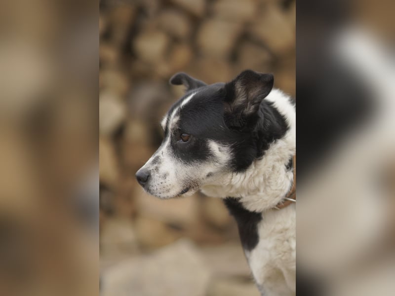 Souveräner Dayo sucht sein Zuhause