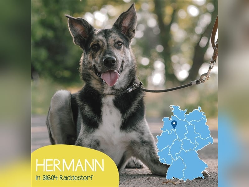Gelehriger Hermann sucht seine Menschen