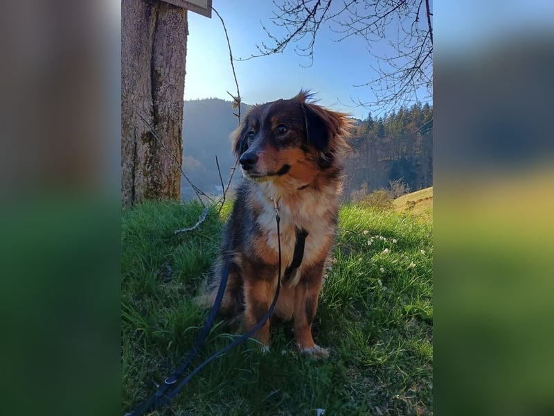 Napoleon auf Pflegestelle in 77776 Bad Rippoldsau
