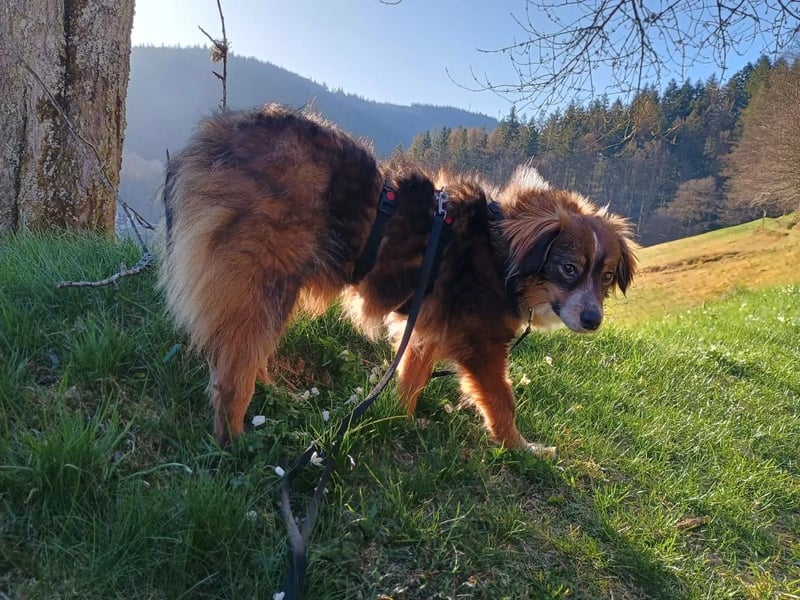 Napoleon auf Pflegestelle in 77776 Bad Rippoldsau
