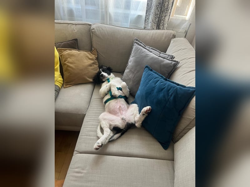 Loki – kleiner Abenteurer mit großem Herz sucht sein Für-Immer-Zuhause