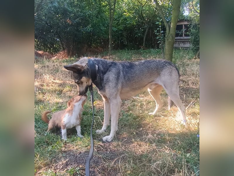 Nero Tierschutzhund sucht ein Zuhause