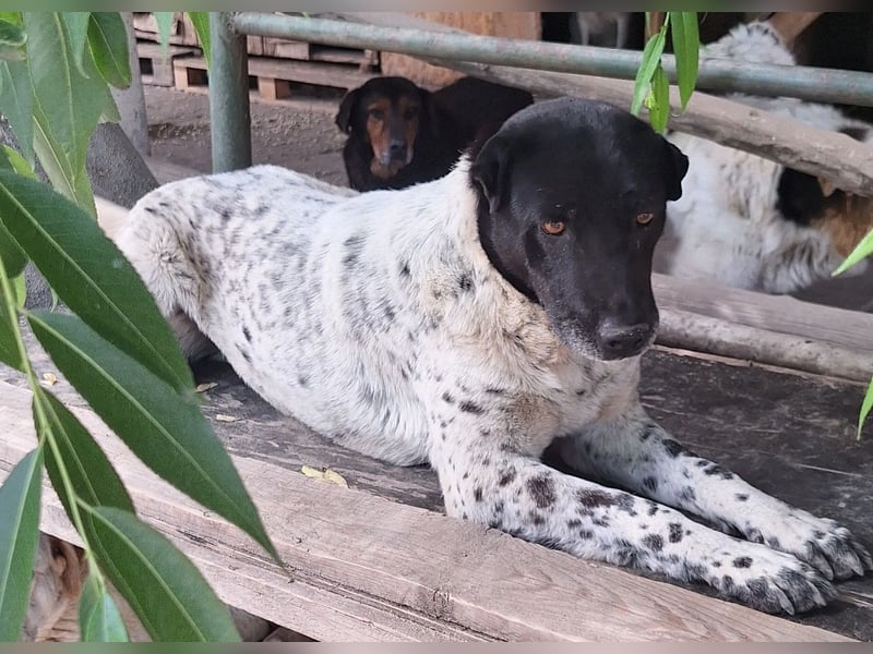 Rüde Monty auf Pflegestelle in D-Groß Gerau