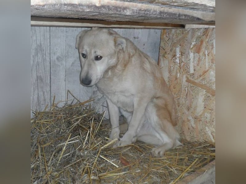 Kito sucht seine Familie