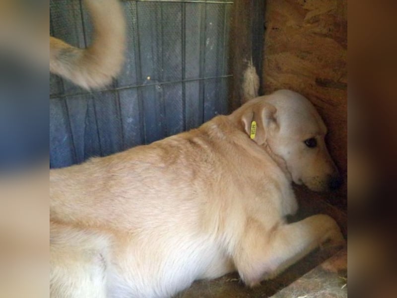 Kito sucht seine Familie