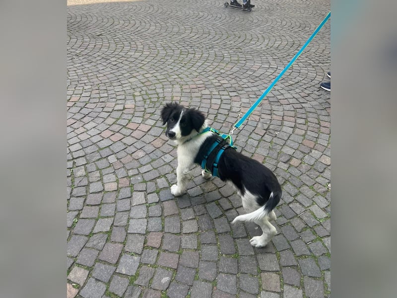 Loki – kleiner Abenteurer mit großem Herz sucht sein Für-Immer-Zuhause