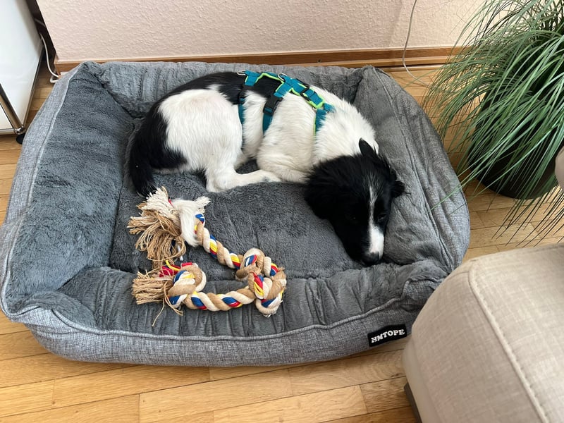 Loki – kleiner Abenteurer mit großem Herz sucht sein Für-Immer-Zuhause