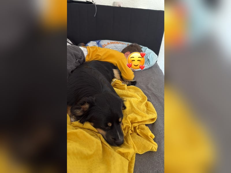 Theo auf Pflegestelle in Burscheid sucht sein neues Zuhause