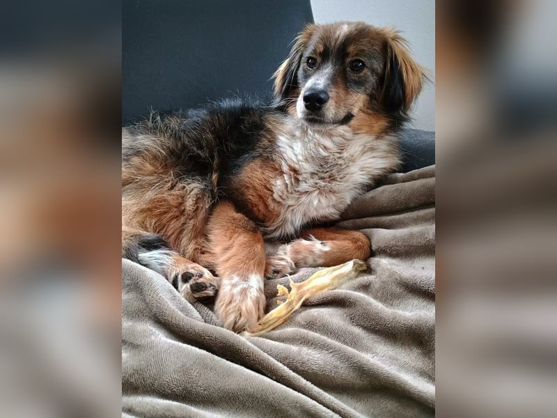 Napoleon auf Pflegestelle in 77776 Bad Rippoldsau