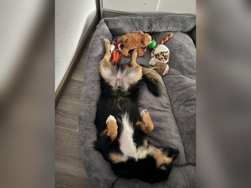 Theo auf Pflegestelle in Burscheid sucht sein neues Zuhause
