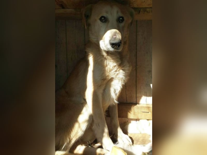 Kito sucht seine Familie