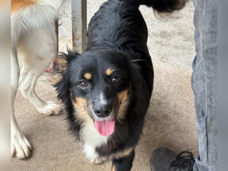 Theo auf Pflegestelle in Burscheid sucht sein neues Zuhause