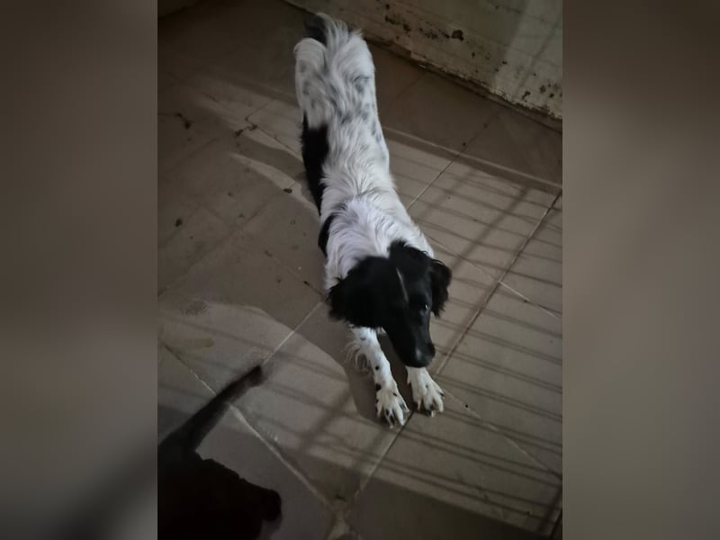 Rüde 117235 sucht sein neues Zuhause