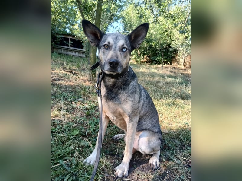 Nero Tierschutzhund sucht ein Zuhause