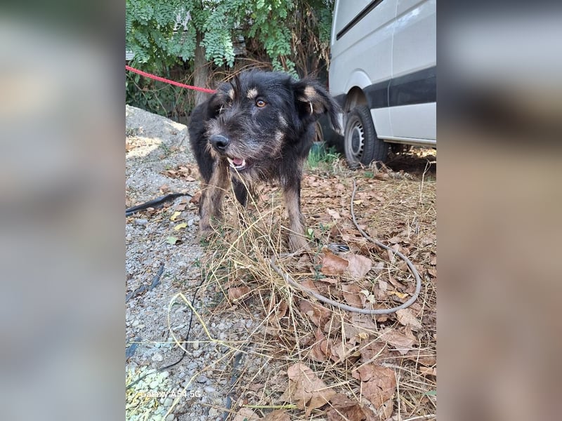 Rüde Urmel sucht seine Menschen