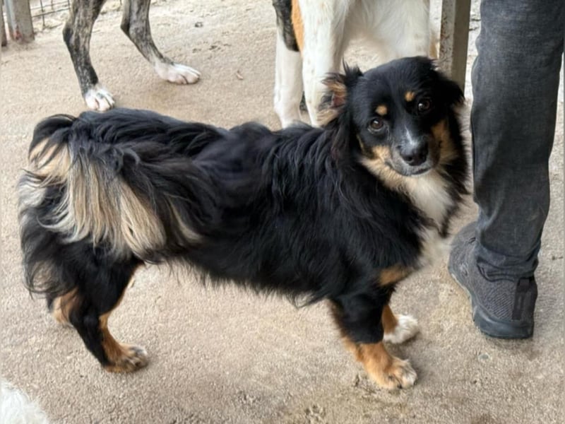 Theo auf Pflegestelle in Burscheid sucht sein neues Zuhause