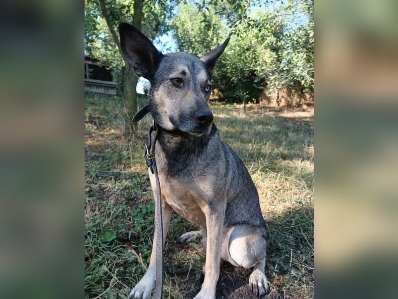 Nero Tierschutzhund sucht ein Zuhause