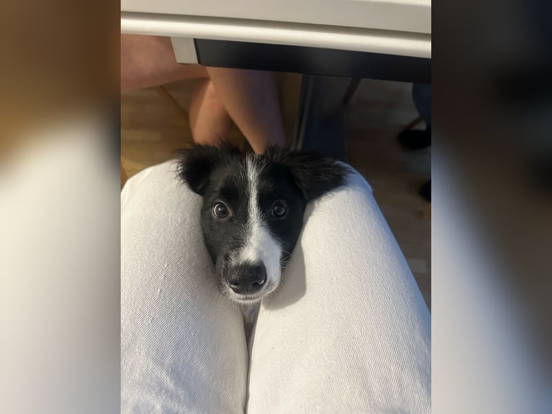 Loki – kleiner Abenteurer mit großem Herz sucht sein Für-Immer-Zuhause