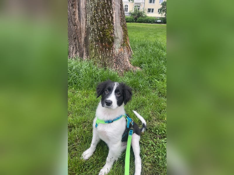 Loki – kleiner Abenteurer mit großem Herz sucht sein Für-Immer-Zuhause