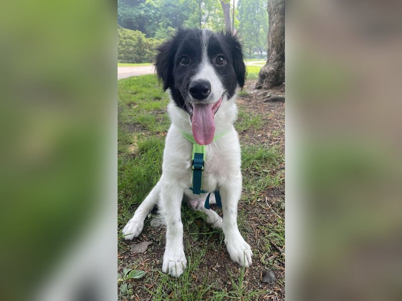 Loki – kleiner Abenteurer mit großem Herz sucht sein Für-Immer-Zuhause