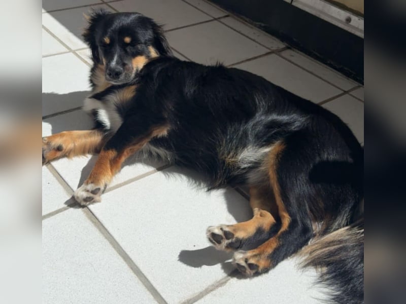 Theo auf Pflegestelle in Burscheid sucht sein neues Zuhause