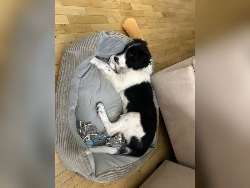 Loki – kleiner Abenteurer mit großem Herz sucht sein Für-Immer-Zuhause