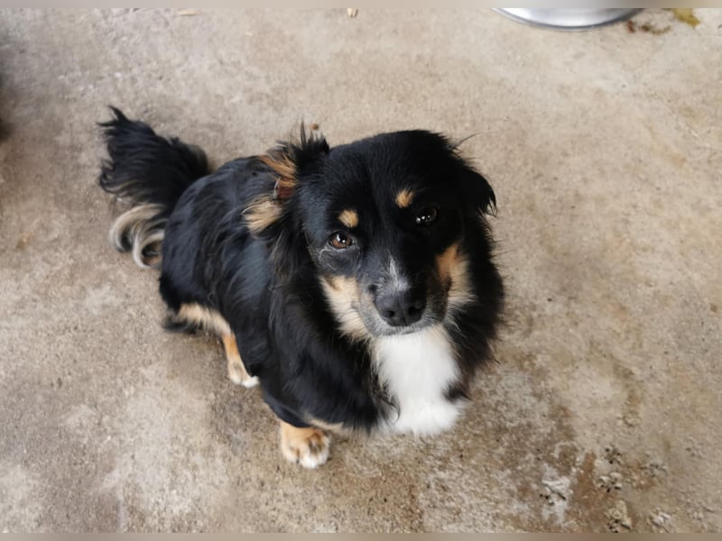 Theo auf Pflegestelle in Burscheid sucht sein neues Zuhause