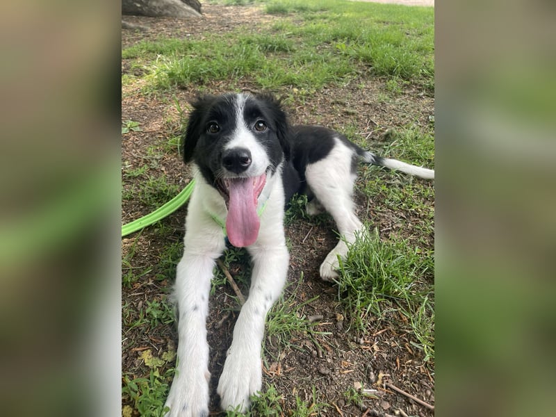Loki – kleiner Abenteurer mit großem Herz sucht sein Für-Immer-Zuhause