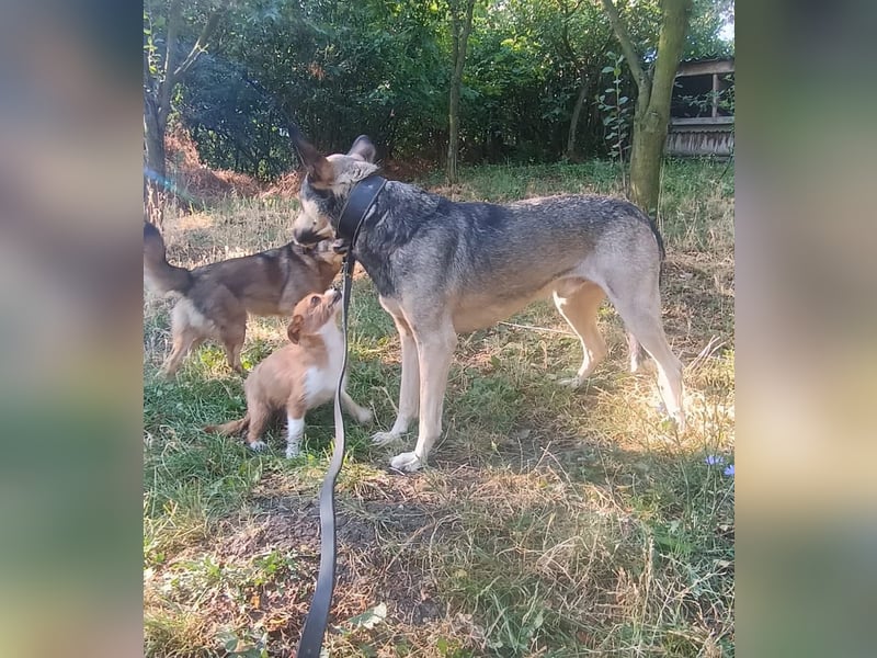 Nero Tierschutzhund sucht ein Zuhause