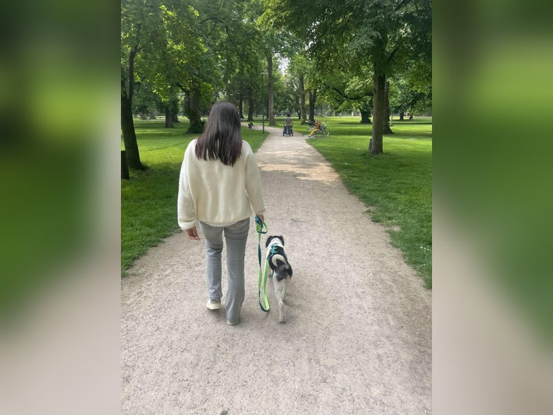 Loki – kleiner Abenteurer mit großem Herz sucht sein Für-Immer-Zuhause