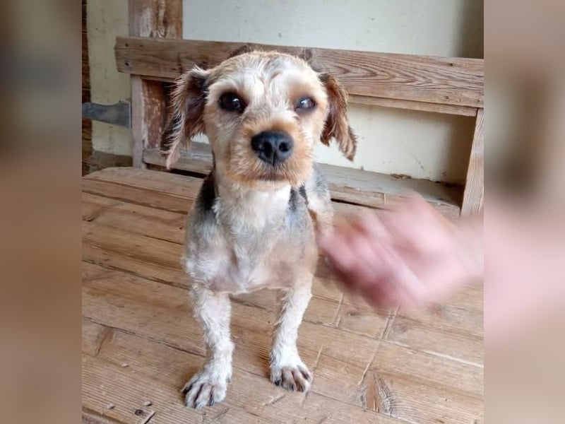 Rüde 117231 sucht sein neues Zuhause