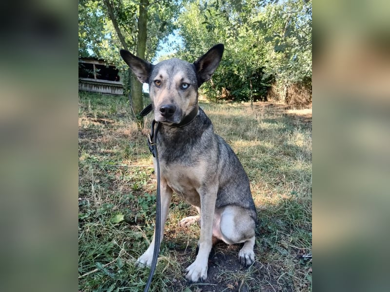 Nero Tierschutzhund sucht ein Zuhause