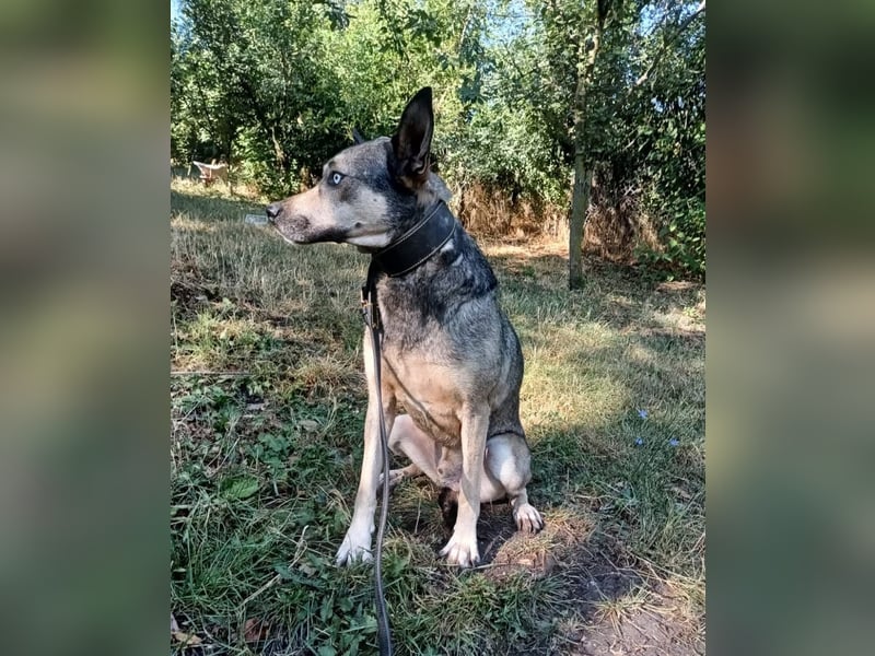 Nero Tierschutzhund sucht ein Zuhause